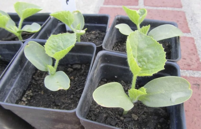 Розсада кавуна