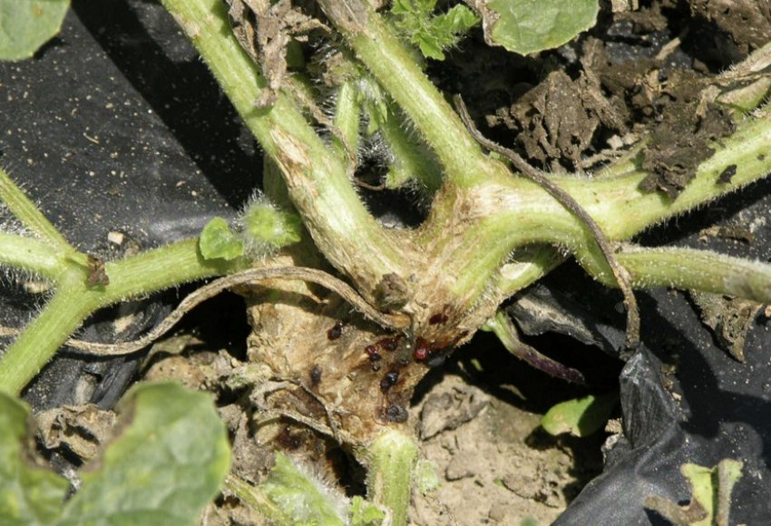 Коренева гниль