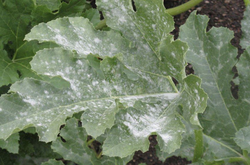 Борошниста роса