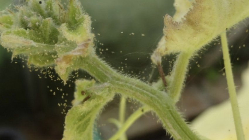 Павутинний кліщ