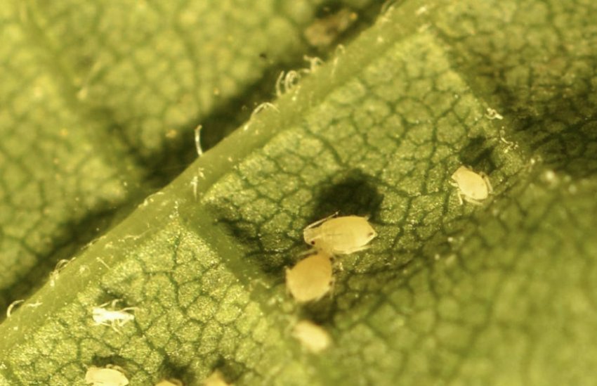 Баштанна попелиця