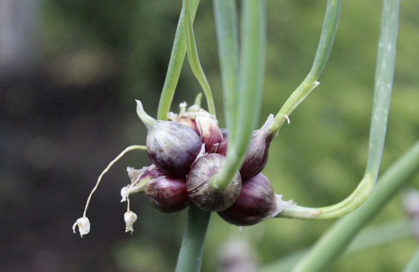 Багатоярусний