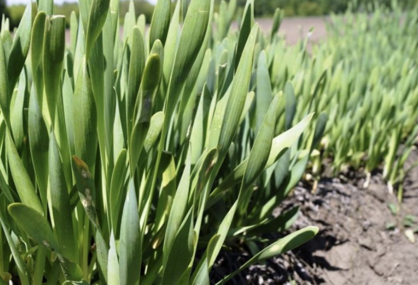 Цибуля Слизун