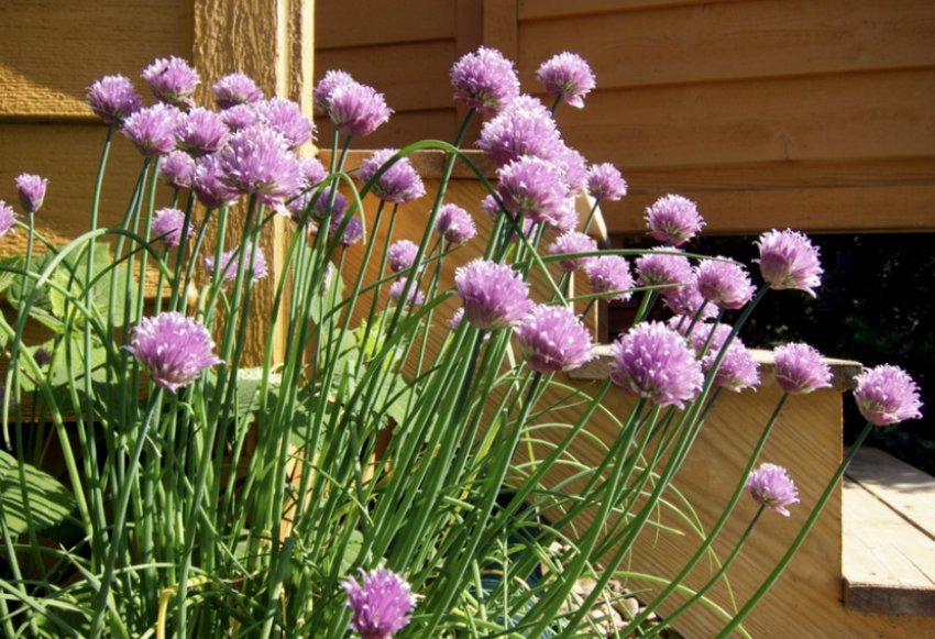 Цибуля Скорода