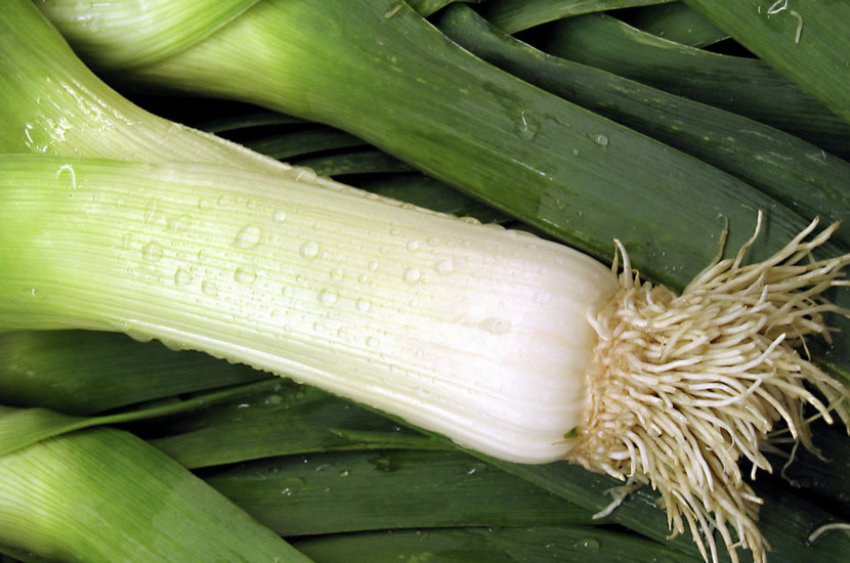 Цибулю-порей