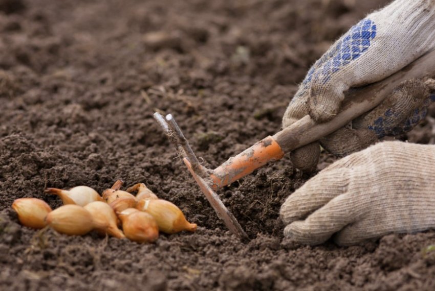 Цибулю севок