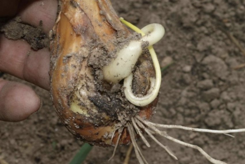 Шкідники цибулі