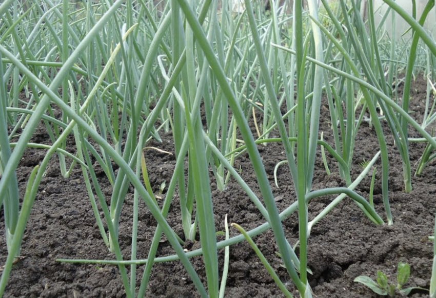 Вирощування цибулі