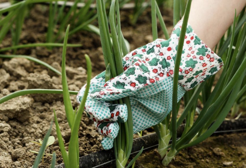 Збирання цибулі