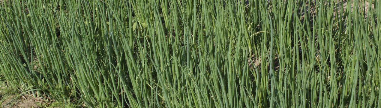 Як вирощувати цибулю на зелень в домашніх умовах?