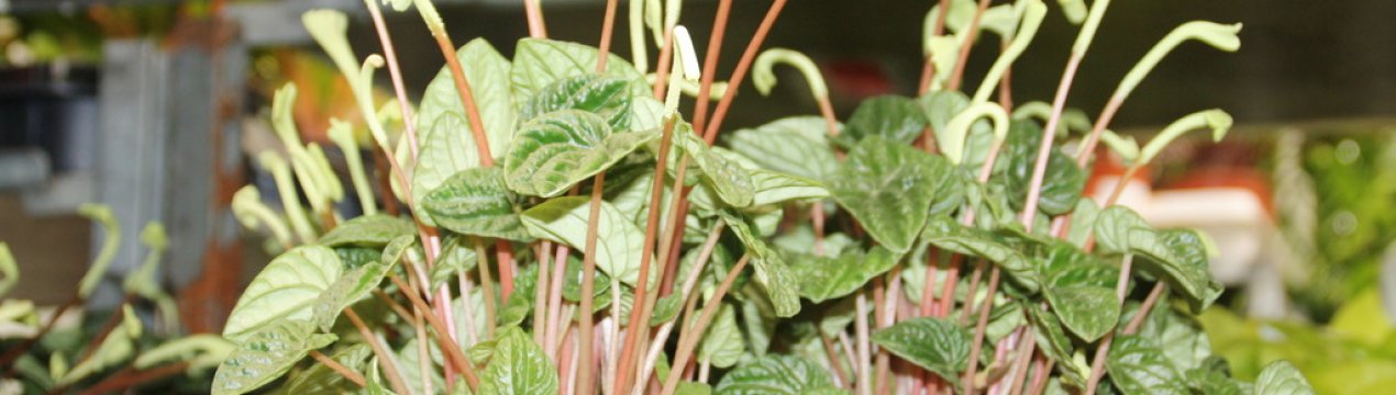 Пеперомія Ліліан: характеристика та догляд за рослиною