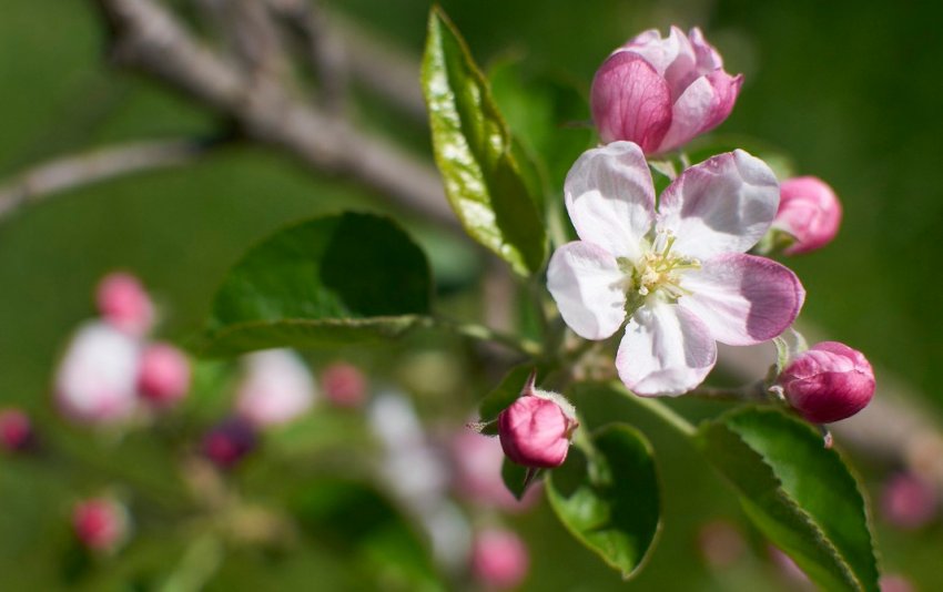 Медонос персик