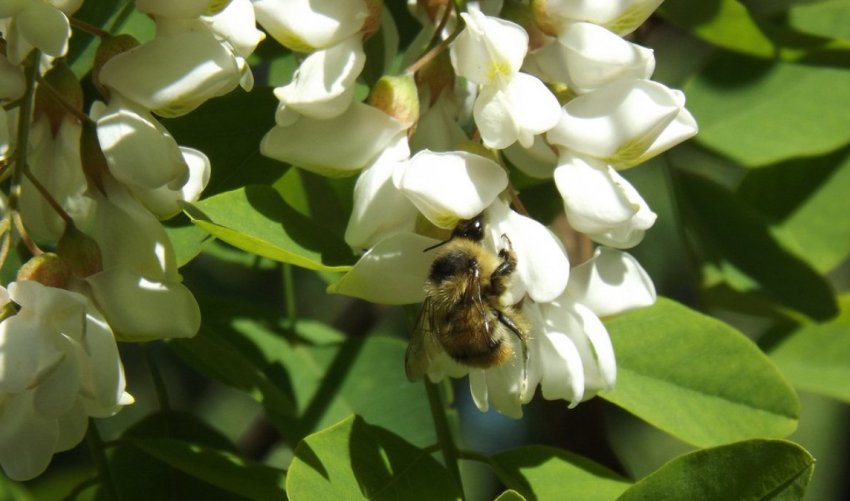 Медонос акація