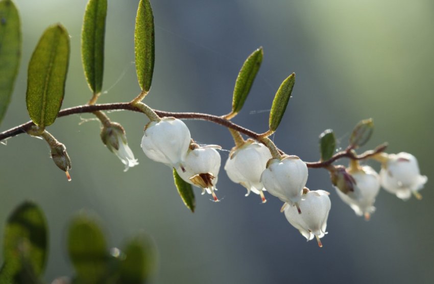 Медонос чорниця