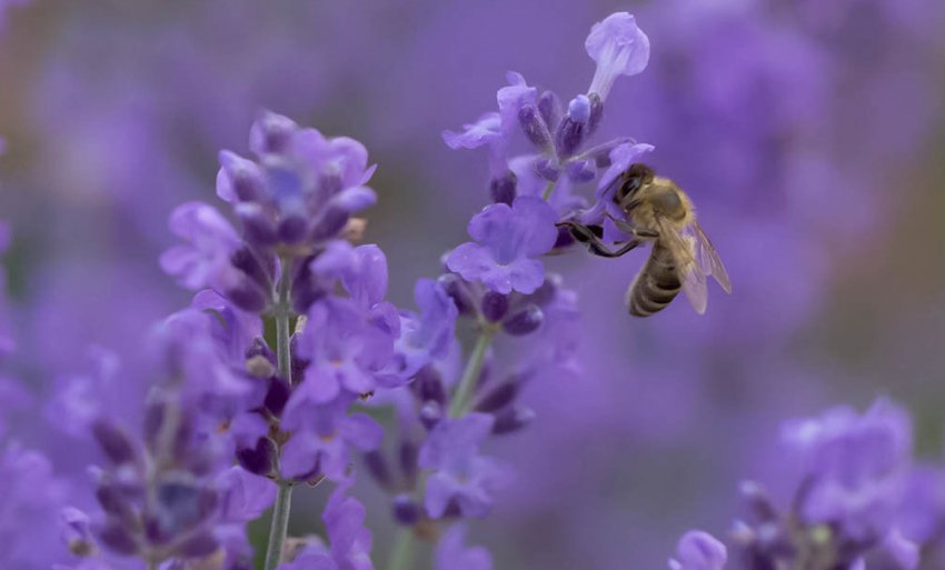 Лаванда медонос
