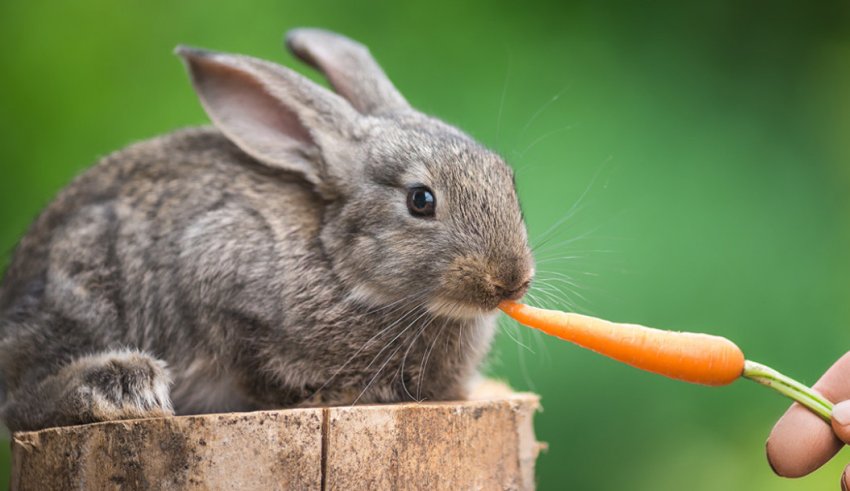 Кролиця кушает Кролиця кушает