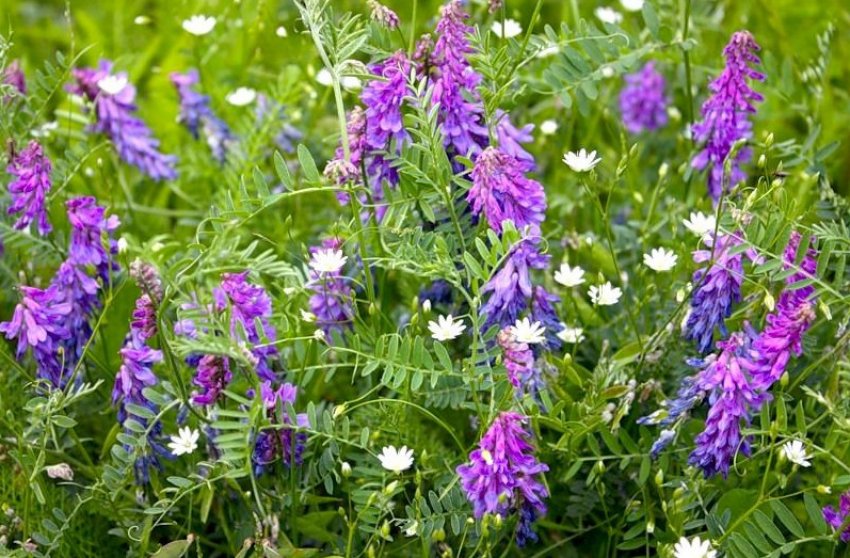 Медонос Віка