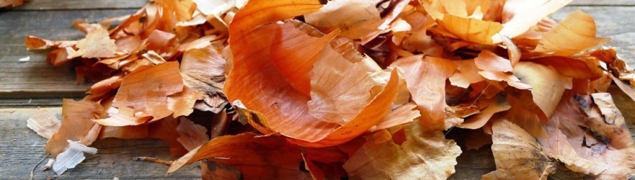 Цибулиння: корисні властивості, особливості застосування