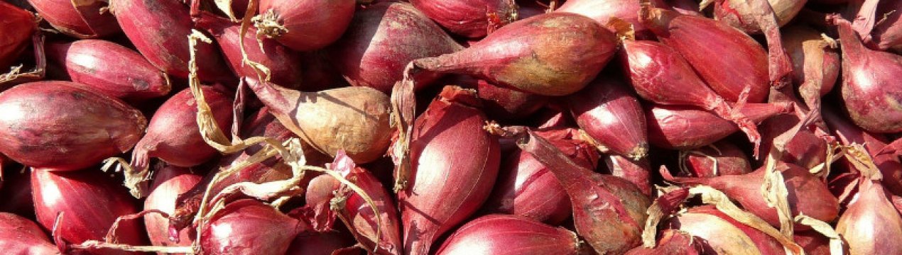 Чим обробити цибулю-сіянку перед посадкою під зиму