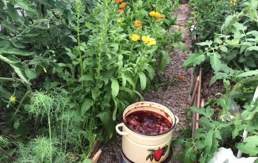 цибулиння в садівництві