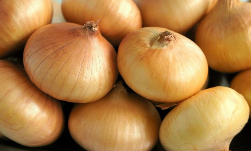 Цибулю Сибірський однорічний