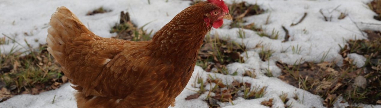 Особливості утримання, догляду та годівлі курей взимку