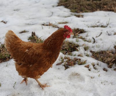Особливості утримання, догляду та годівлі курей взимку