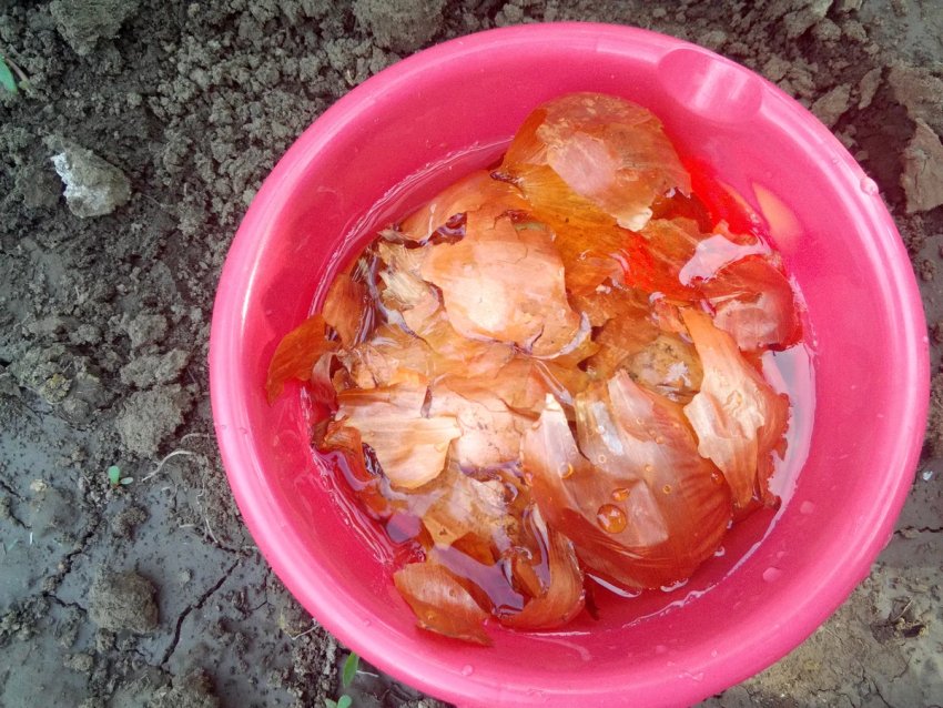 цибулиння в садівництві