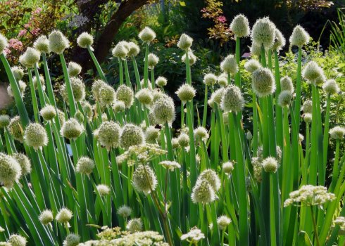Когда сеять лук-батун под зиму