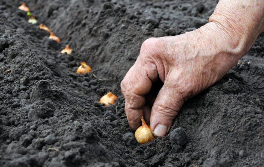 Цибулю севок