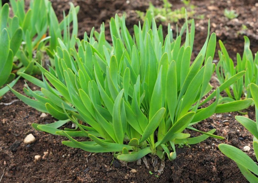 Цибуля слизун