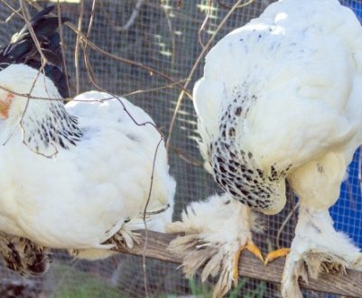 Як зробити клітки для курей своїми руками в домашніх умовах