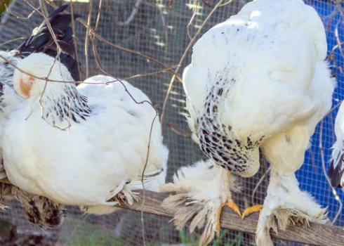 Як зробити клітки для курей своїми руками в домашніх умовах