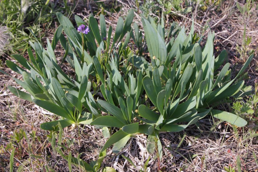 Збирання та зберігання врожаю