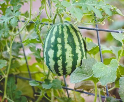 Як виростити кавуни в теплиці?