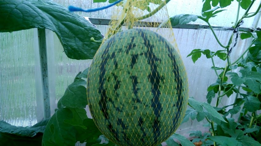 «Принц Гамлет F1» «Принц Гамлет F1»