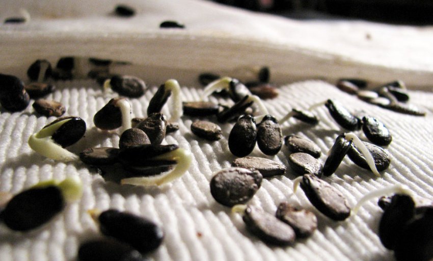 Вирощування і догляд за розсадою Вирощування і догляд за розсадою