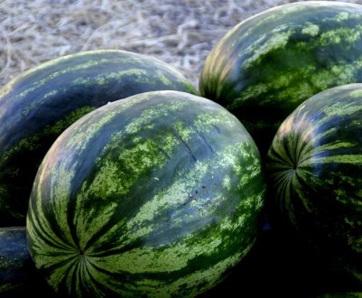 Чим відрізняється кавун «хлопчик» від кавуна «дівчатка»