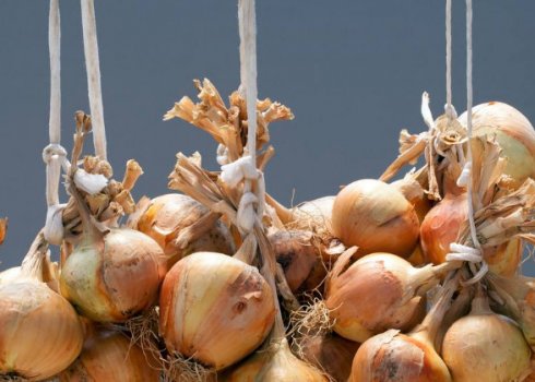 Как правильно плести лук в косы для хранения и сушки