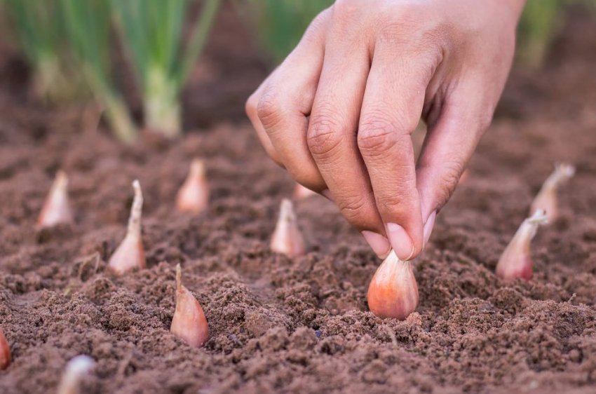 Посадка цибулі Посадка цибулі