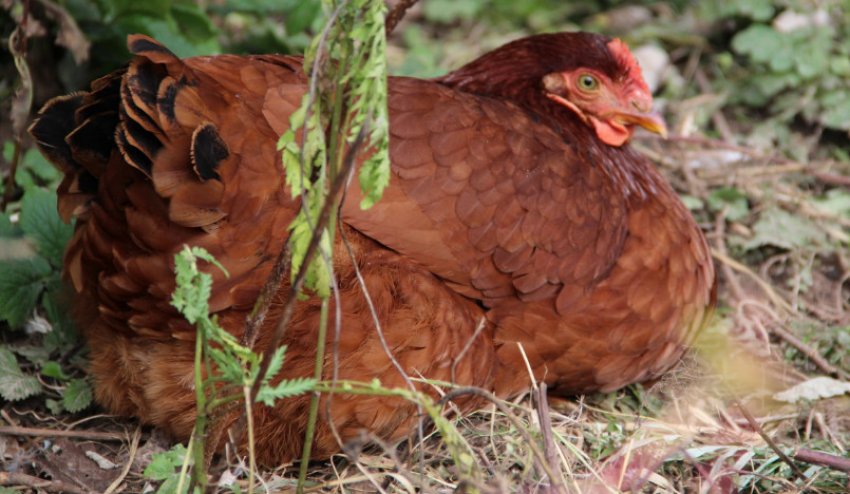Порода Род-Айленд Порода Род-Айленд