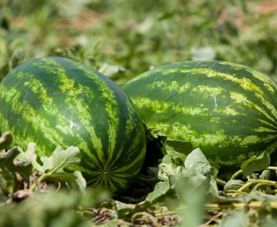 Вирощування кавунів на дачній ділянці в Сибіру