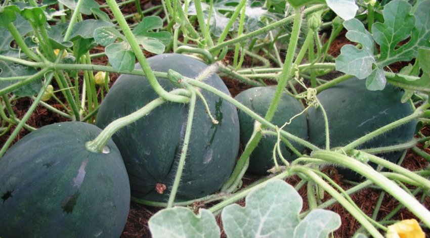 Сибіряк Сибіряк