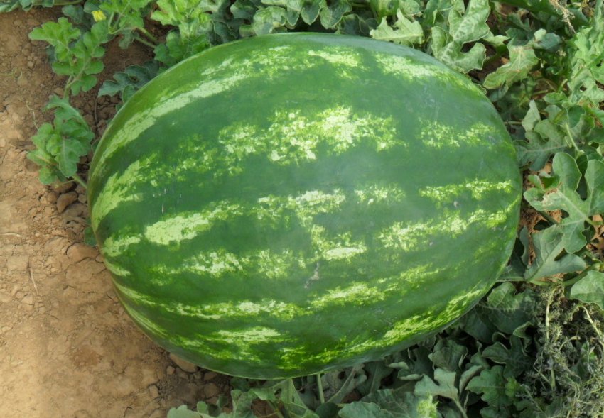 Продюсер Продюсер