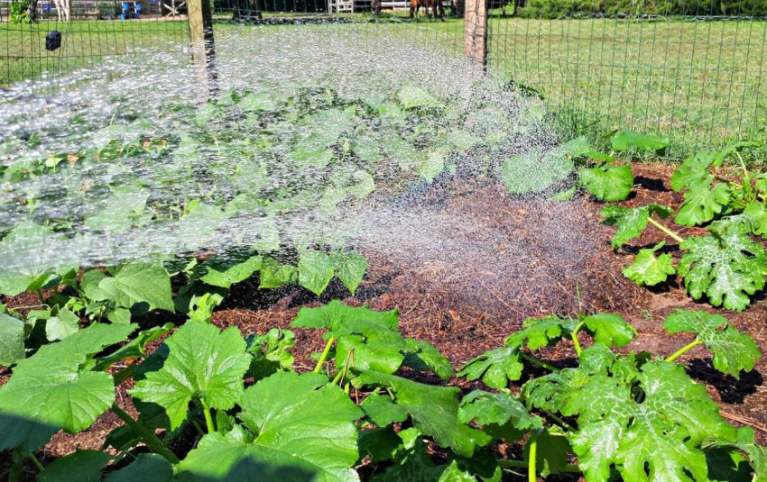 Полив кавуна Полив кавуна