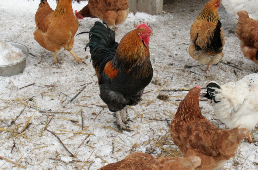 Кури взимку