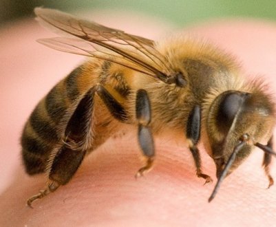 Чому бджоли вмирають після укусу?