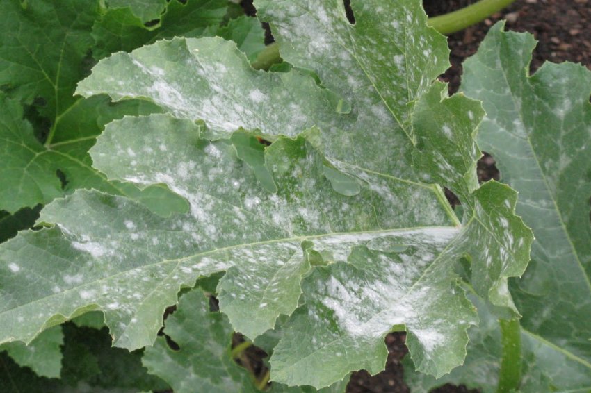 Борошниста роса Борошниста роса