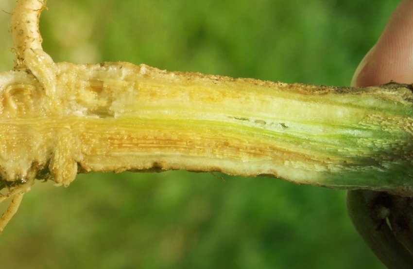 Коренева гниль Коренева гниль