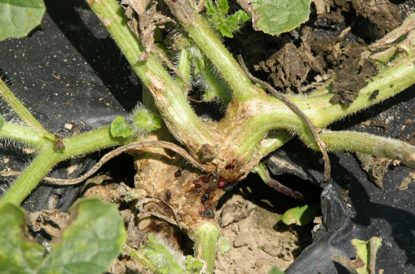 Фузаріоз Фузаріоз